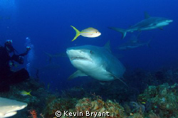 Finally got a decent shot of a yellowtail snapper. by Kevin Bryant 